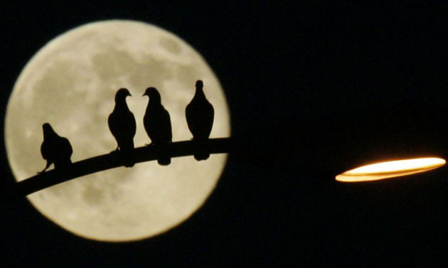  Tucson, United States: Pigeons on a street lamp in front of the full moon  