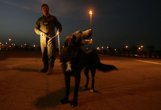 Iraqi dog adopted by US soldier 