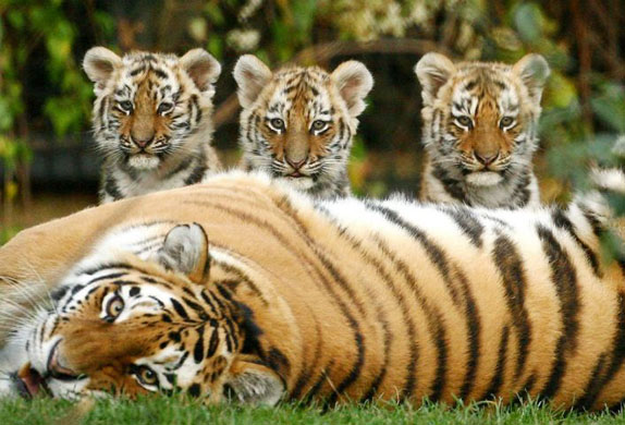 Three eleven week old Siberian Tiger cubs with their mother at Howletts Wild Animal Park