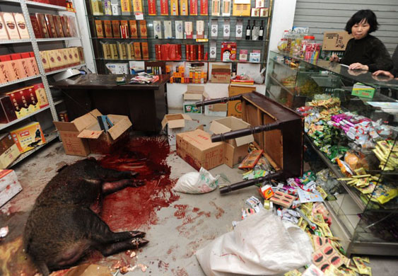 Wild boars ramapge in Tongcheng, China