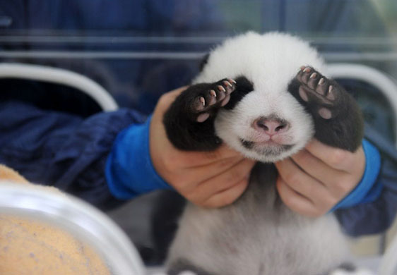China Giant Panda Protection and Research Centre