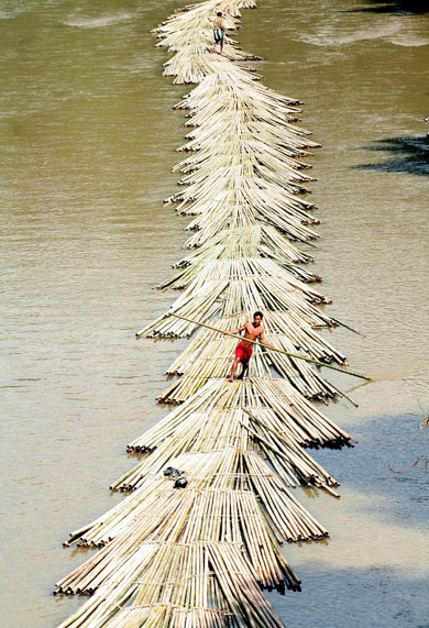 Bamboo in India 
