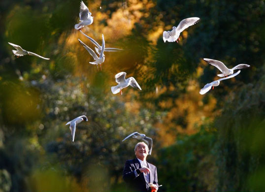 feeding sea gulls