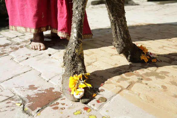 Hindu devotees place flowers on cow foot
