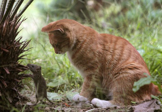 A cat plays with a mouse