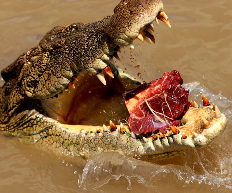 saltwater crocodile in Australia 