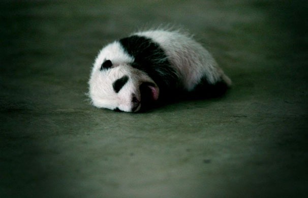 Chinese panda breeding centre