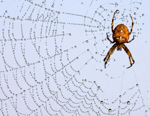European garden spider (Araneus diadematus) 