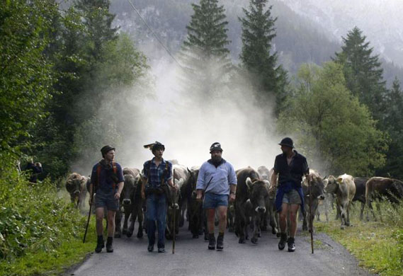 Bavarian farmers take their cattle to winter pastures 
