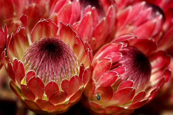 flowers for sale in cape town