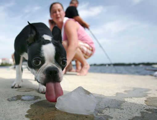 Dog cools down on Daytona beach