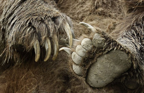 Canadian grizzly bear 