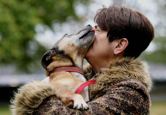 Westminster Dog of The Year Competition