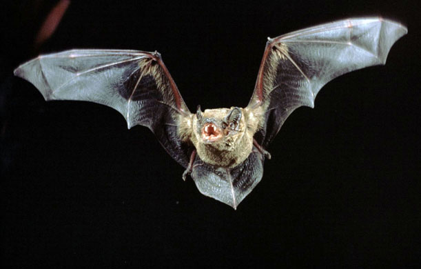 A noctule bat in flight