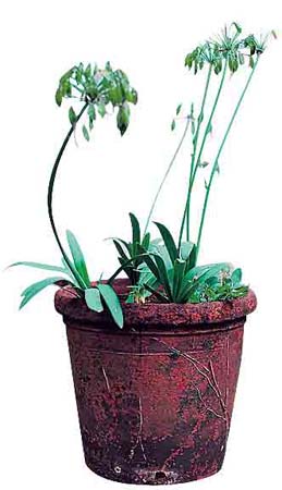 Harriet Harman Pieces of me