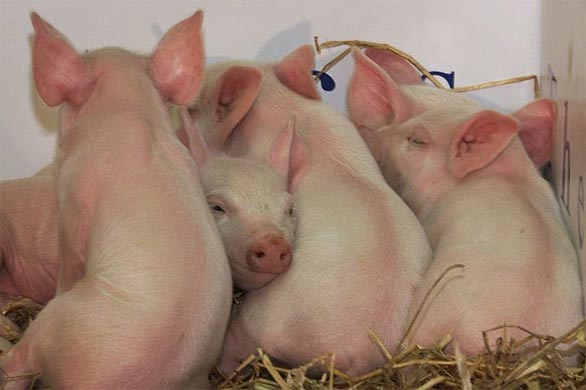 Five cloned piglets