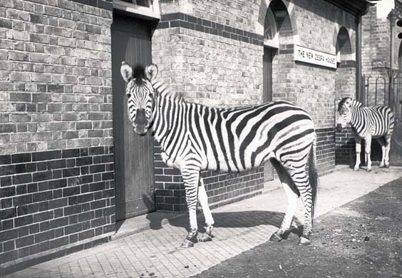Zoological Society of London