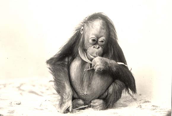 Zoological Society of London