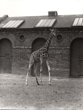 Zoological Society of London