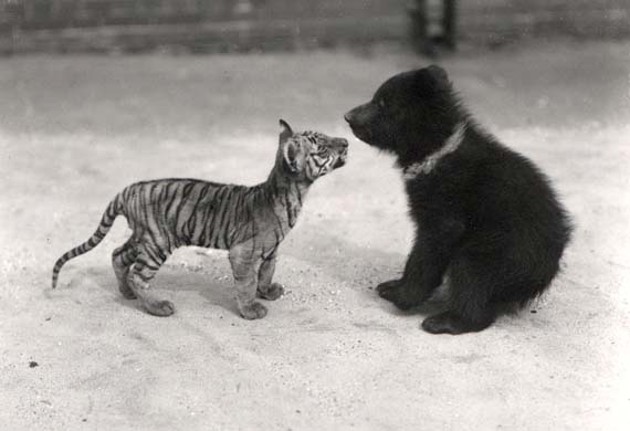 Zoological Society of London