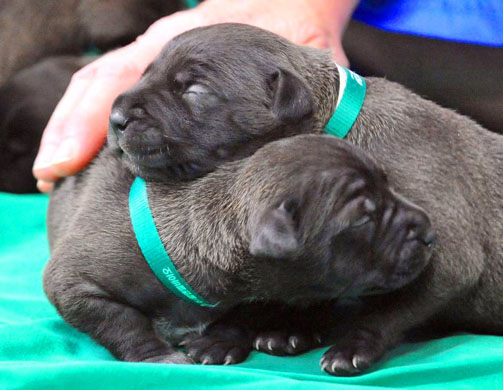 The world's first cloned dogs