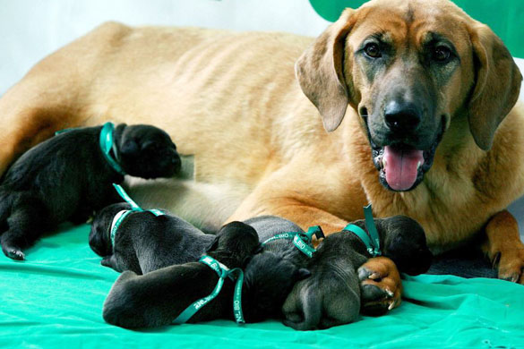 The world's first cloned dogs