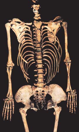 Skeletons Wellcome Collection