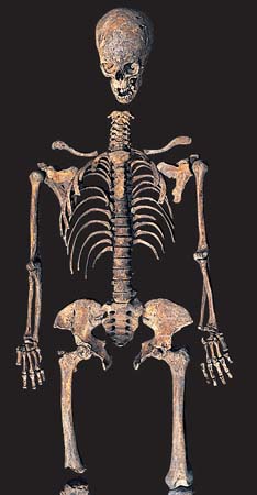 Skeletons Wellcome Collection