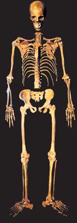 Skeletons Wellcome Collection