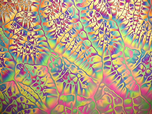 Wellcome Image Awards 2008