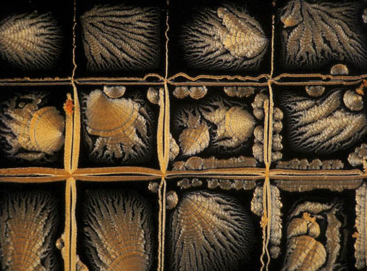 Wellcome Image Awards 2008