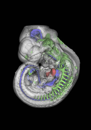 Wellcome Image Awards 2008
