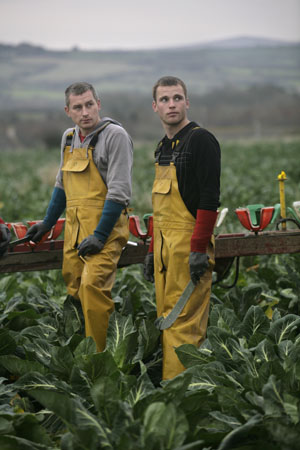Migrant workers in Cornwall