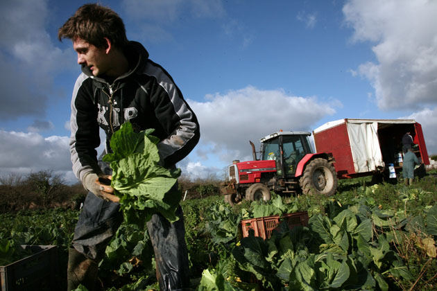 Migrant workers in Cornwall