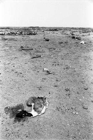 Laseraat, Somali region, Ethiopia