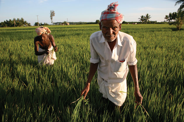 Rice farmers in Palpanacherry, India