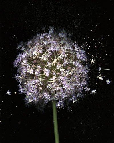 Allium seed head