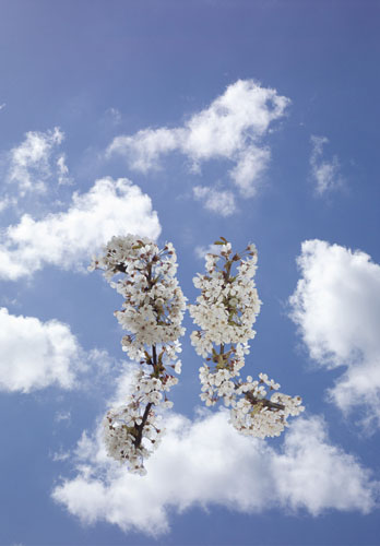 Chromosomes Take To The Sky