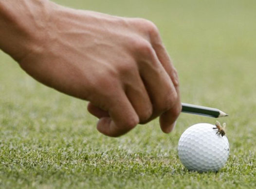  Adam Scott of Australia tries to get a bee off his ball at US Open 
