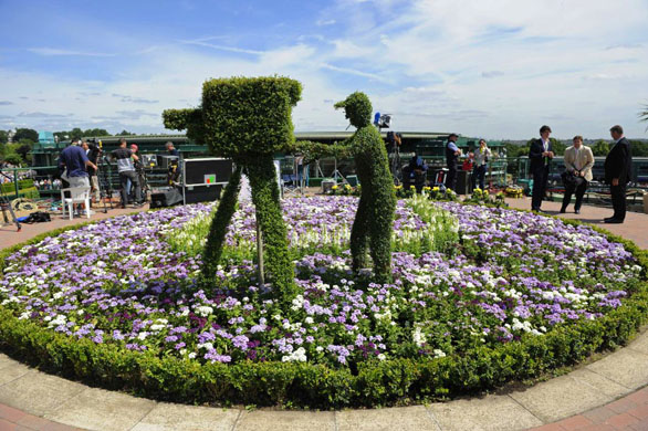 Flowers and a sculpted bush