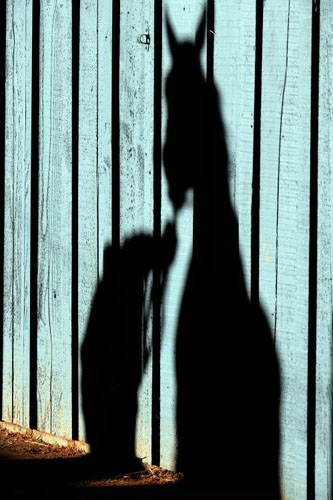 Curlin, the horse, is groomed