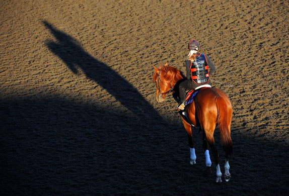 a horse prepares for the Breeders' Cup