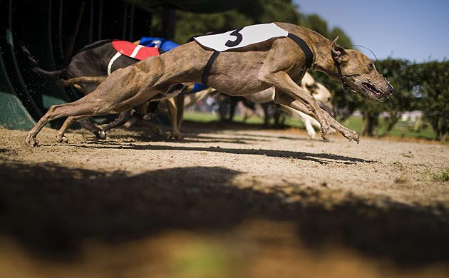 Greyhounds European Championship