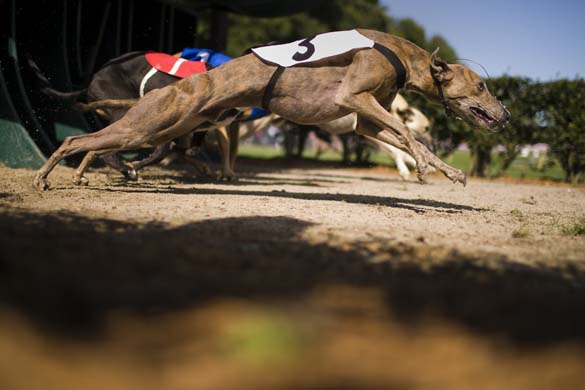 Greyhound European Championship 