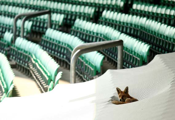 A fox sits at the Brit Oval
