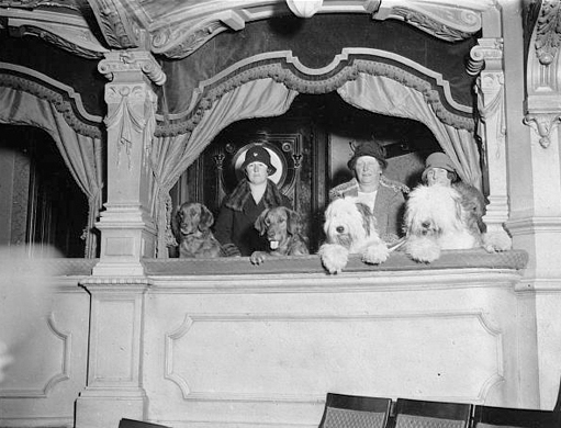 ca. 1930: Prize pedigree dogs and their owners watch a film called The Outlook starring show dogs<br />
Hulton-Deutsch Collection/Corbis