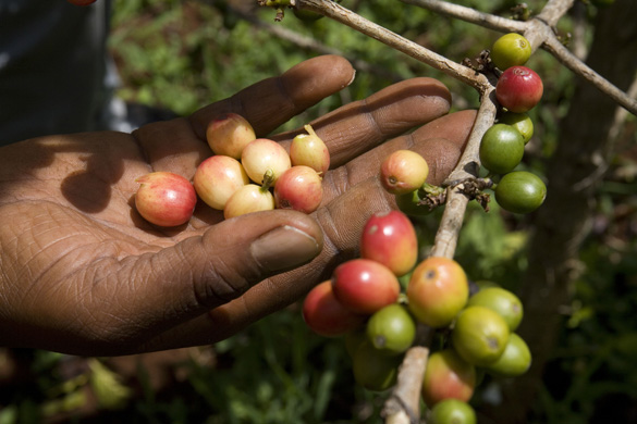 Ugandan Coffee Farmers
