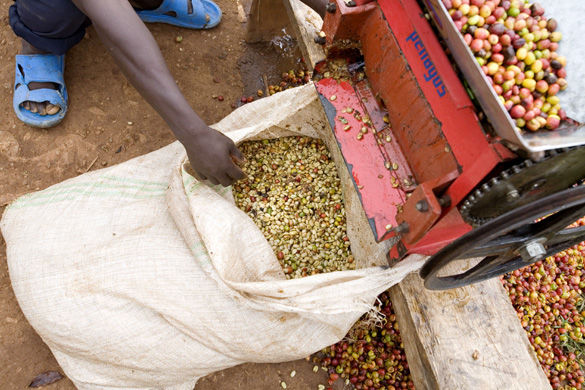 Ugandan Coffee Farmers