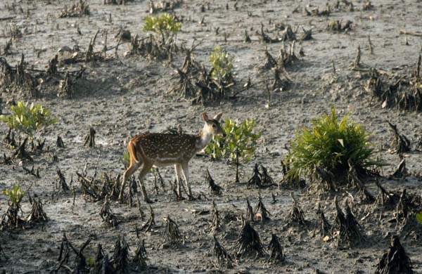 Sunderbans: Paradise Eroded