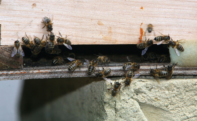 Biodiversity in British Prisons